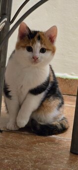 Darujeme mačiatka - 6