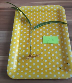 Zakorenené izbove rastliny - 6