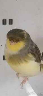 Kanariky Norwich - 6