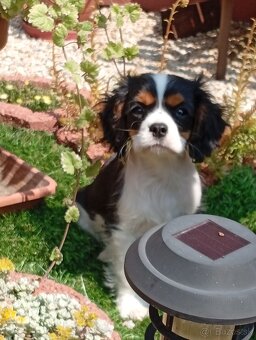 Cavalier, kavalier, cavalier king charles spaniel - 6