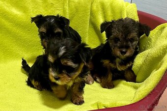 Yorkshire terrier - 6