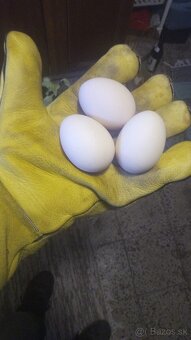 Predám australorpky - 6