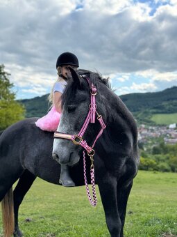 Valach na predaj - 6