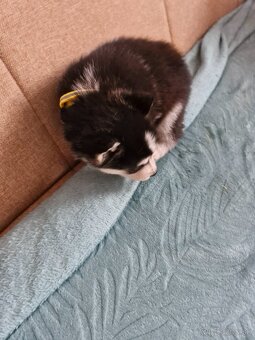 Šteniatka sibirsky husky - 6