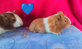 Morské prasiatka, morčatá 🐹 - 6