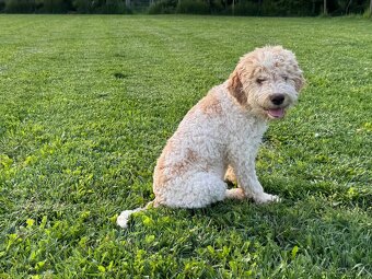 Lagotto romagnoli s PP - 6
