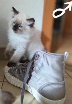 Mačiatka Ragdoll - 6