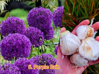 Okrasný cesnak 13 druhov od 0.15€ - 6