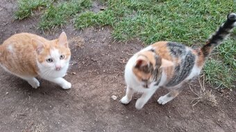 Darujem mačiatka - 6