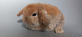 Mini Lop - 6