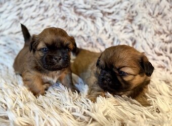 Shih-Tzu štěňatka (shi tzu, si-tzu, shitzu, si-cu) - 6