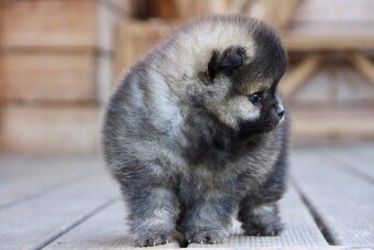 Pomeranian s PP/FCI - 6