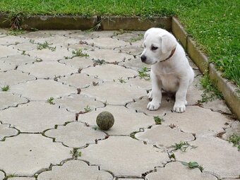 Labrador na predaj - 6