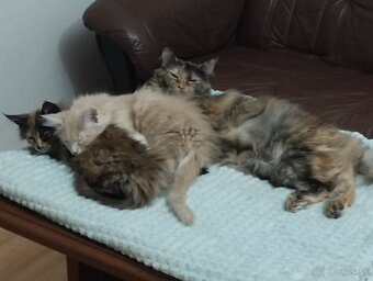 Mainská mývalia,MCO - 6