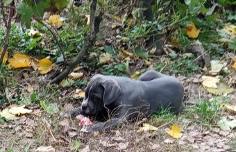 Cane Corso - 6
