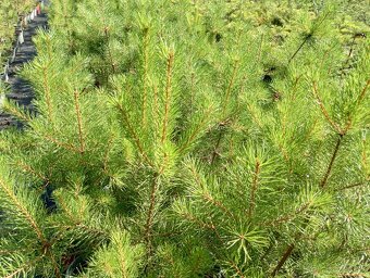 Borovica cierna ,borovica lesna - 6