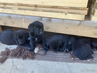 Labrador šteniatka - 6