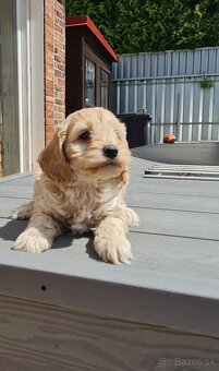 Cockapoo Cavapoo Maltipoo pudel - 6