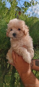 Micro Maltipoo - 6