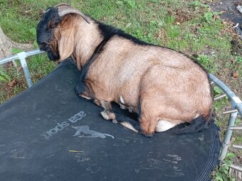 Anglonubijska koza a cap - 6