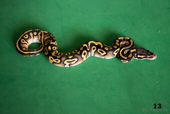 Pytón kráľovský/ Python regius - 6