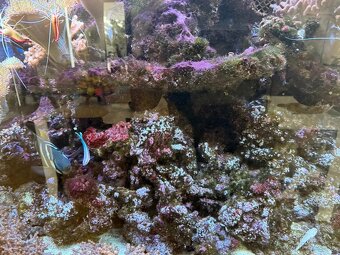 Morské akvárium - Živé skaly - 6