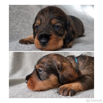 Jazvečík hrubosrstý s PP - 6