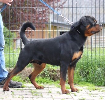 Steniatka rottweilera,rotvajlera,rtw,rotty s PP - 6