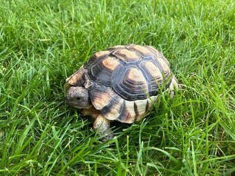 Testudo Marginata - samicka - 6