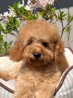 Pudel, pudla, poodle Puppy - 6
