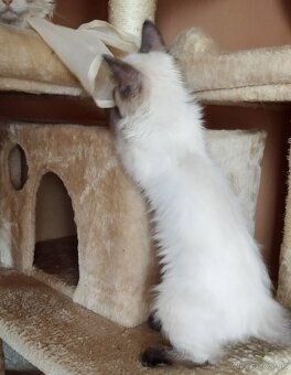 Mačiatko ragdoll - kocúrik - 6