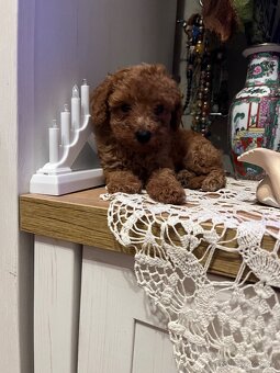 Pudel toy Red ultra mini - 6