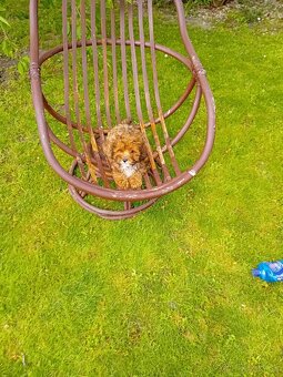 Maltipoo - 6