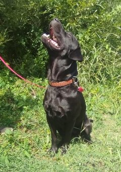 Darujem veselú rodinnú sučku Auru - mix labrador - 6