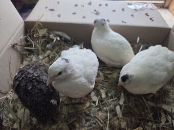 Prepelica Texas sliepočky - 6