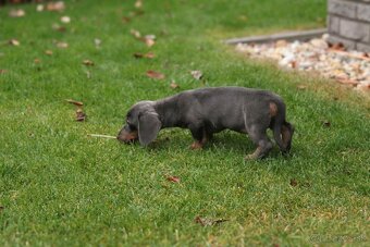 jazvečík trpaslici - 6