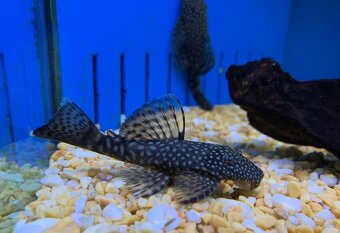 Akvárium s príslušenstvom - 6