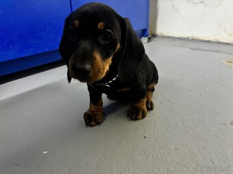 Jazvečík kratkosrstý - 6