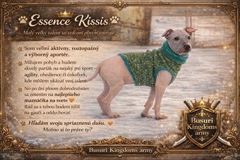 Americký bezsrstý teriér - 6