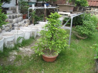 bonsai,bonsaj-hrab 13 - 6