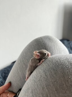 Predám osmakov degu - 6