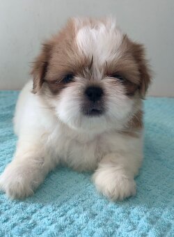 Krásne čistokrvné šteniatka Shih Tzu - 6