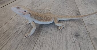 Agama Bradatá - 6