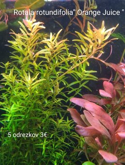 Akvarijne rastlinky z prestrihu - 6