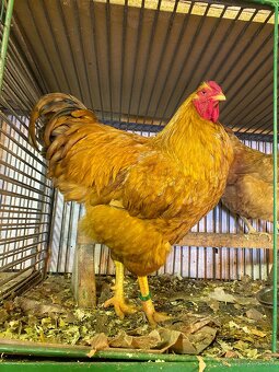 Oravka žltohnedá- násadové vajíčka - 6