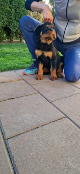 Predam steniatko Rottweilera, rotvajlera, rottvajlera,rotti, - 6