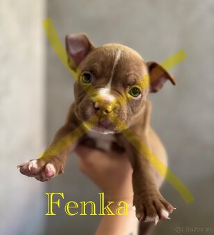 American Bully - 6