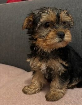 Yorkshire terrier - 6