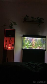 Akvarium, rybičky, rastlinky - 6