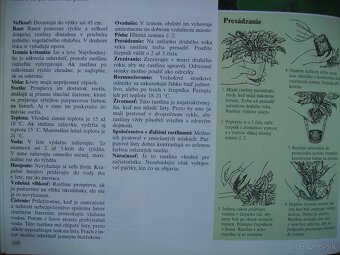 Gynura popínavá - zakorenené odrezky - 6